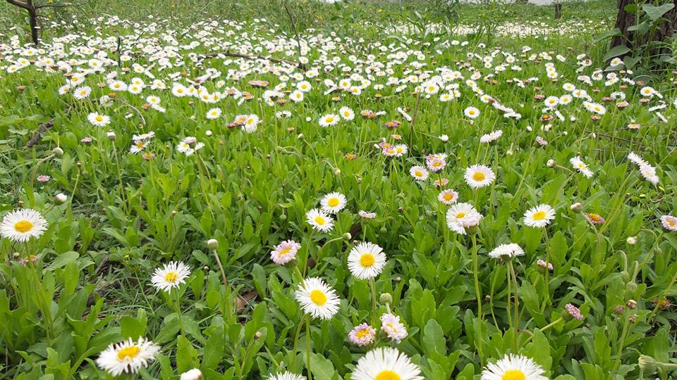 Brotes_Jorge_Antonio_Saucedo_Almazán