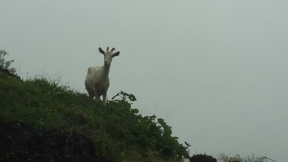 Despunte de cabra_Claudia_Bautista_Luna