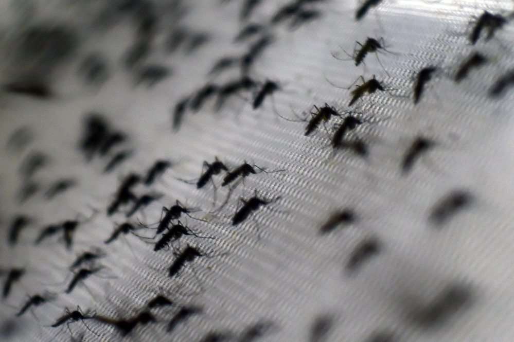 View of Aedes aegypti mosquitoes infected with the Wolbachia bacterium --which reduces mosquito transmitted diseases such as dengue and chikungunya by shortening adult lifespan, affect mosquito reproduction and interfere with pathogen replication-- at the Oswaldo Cruz foundation in Rio de Janeiro, Brazil, on October 2, 2014. The mosquitoes, when released, are expected to quickly infiltrate the insect population and stop the spread of the disease. Small-scale trials have already been conducted in communities in northern Australia. AFP PHOTO/CHRISTOPHE SIMON