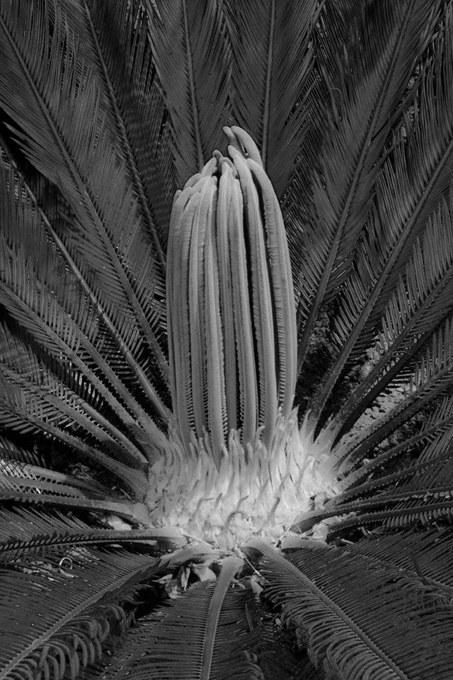 Cícada_Bulmaro_Bazaldúa_Baldo