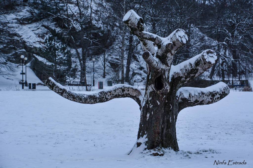 capricho_invernal_Ninfa_Estrada_Orozco
