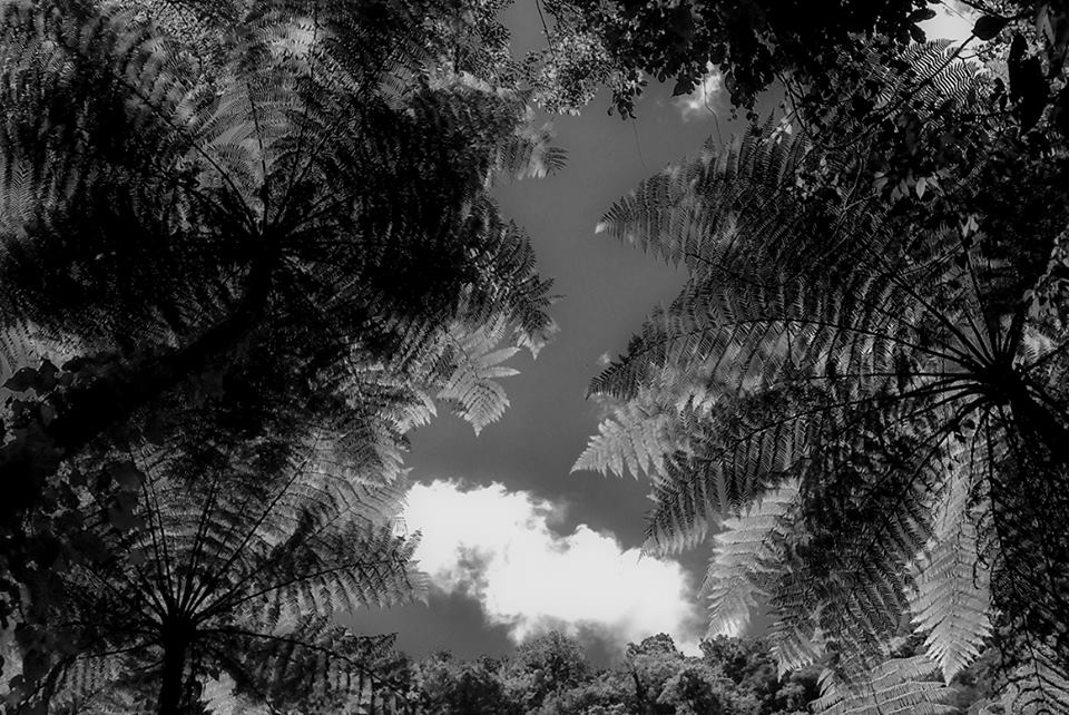 Pixquiac_Bulmaro_Bazaldúa_Baldo