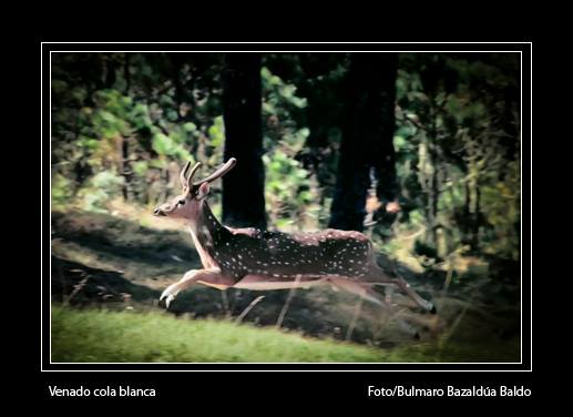 venado cola blanco Bulmaro Bazaldua Baldo