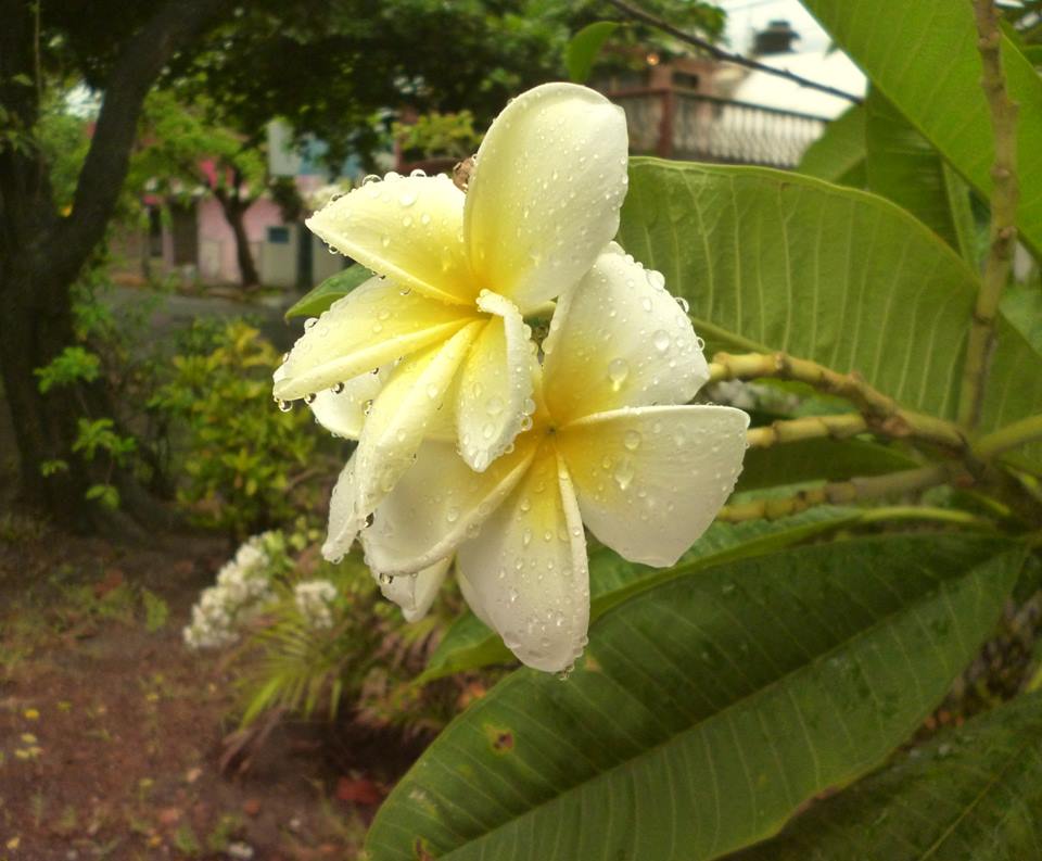 Flor con rocío_Mario_Jesús_Gaspar_Cobarrubias
