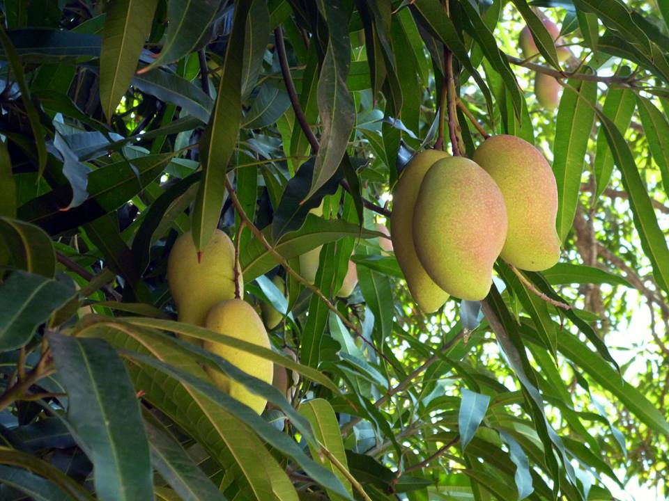 mangos_verdaderos_Mario_Jesús_Gaspar_Cobarrubias