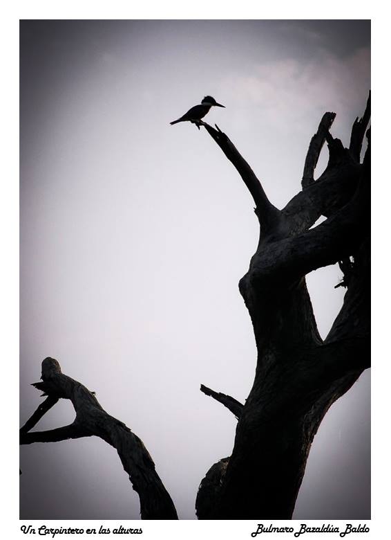 carpintero_en_las_alturas_bulmaro_bazaldua_baldo