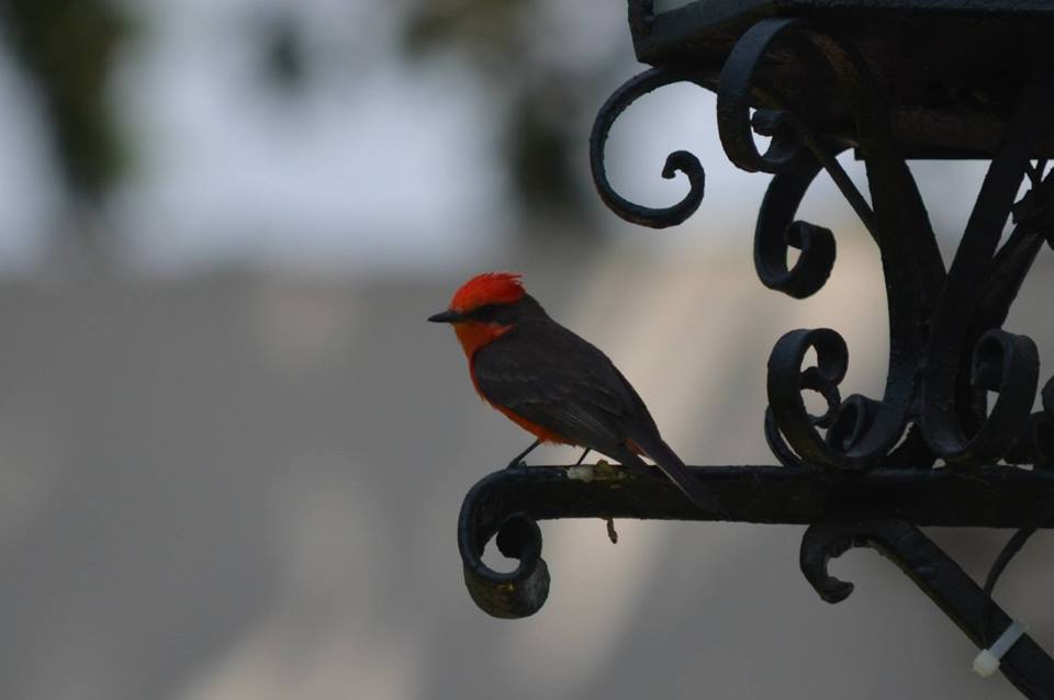 petit_gabriel_lopez_piana