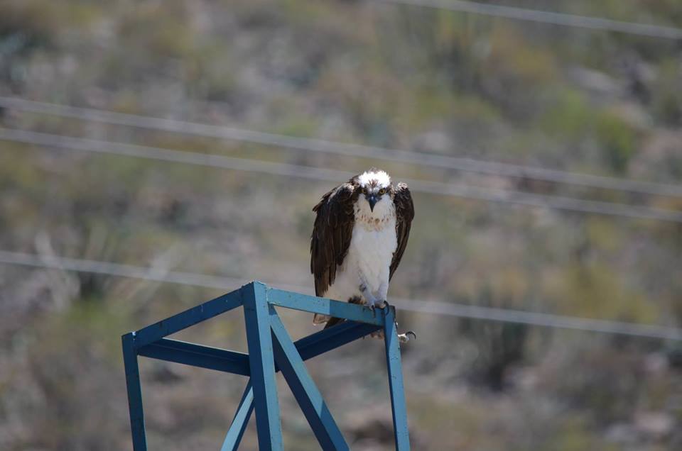 acechanza_gabriel_lopez_piana