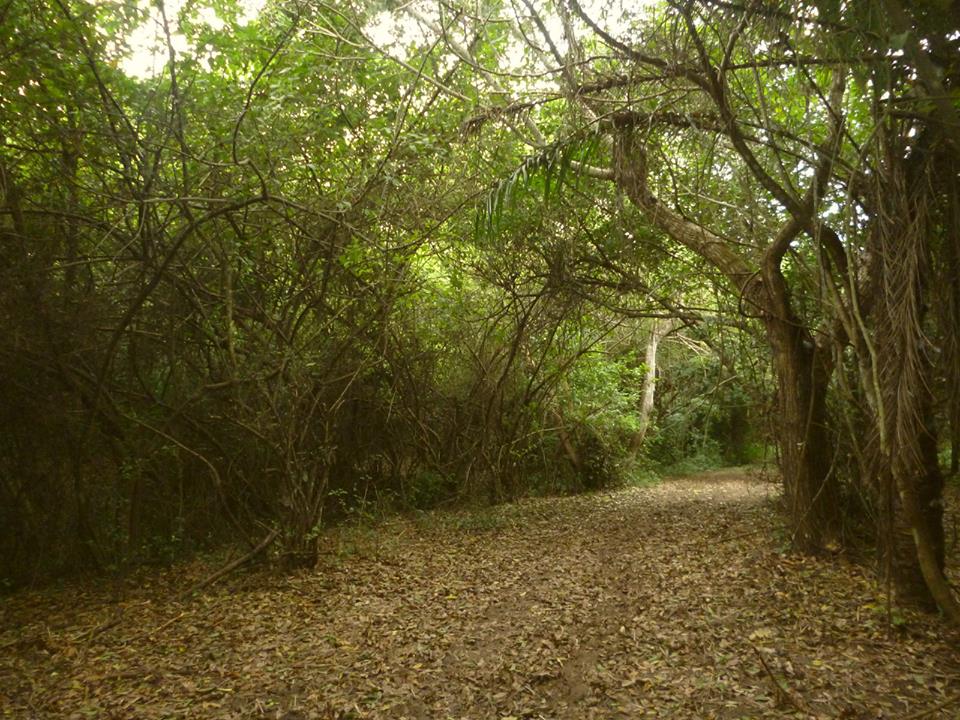 camino-en-matorrales_mario_jesus_gaspar_cobarrubias
