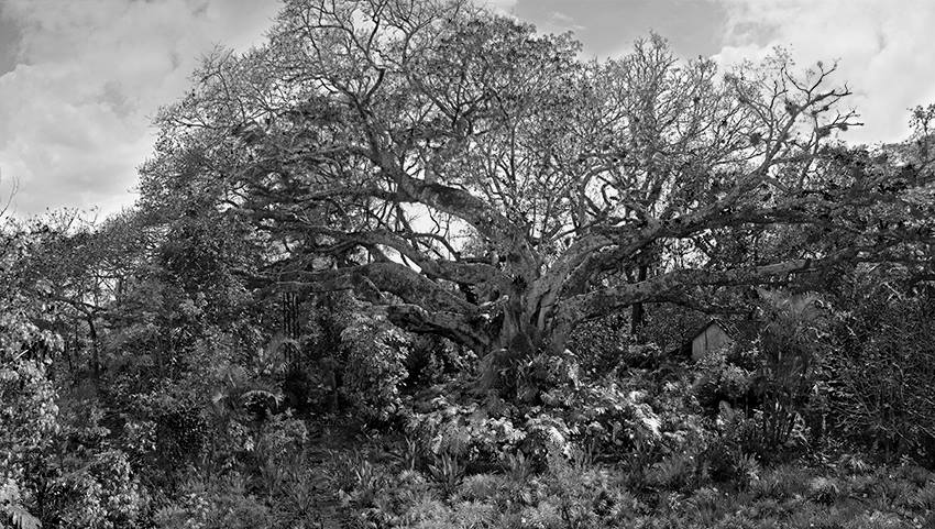 donde-reina-la-higuera_bu