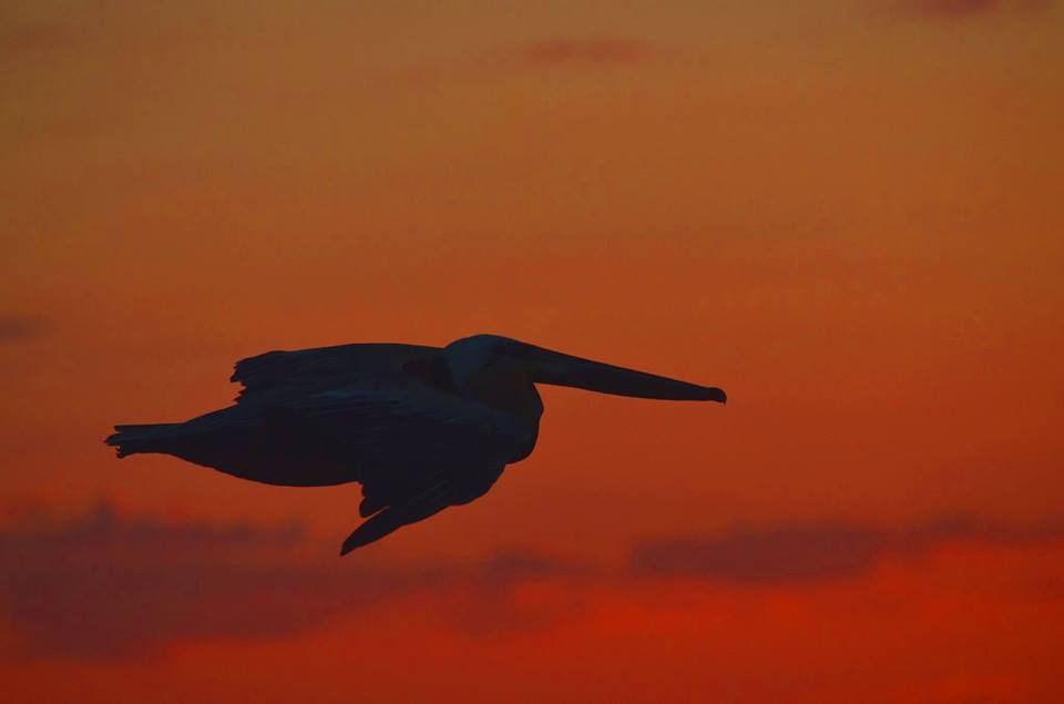 navegante_en_mar_rojo_gabriel_lopez_piana