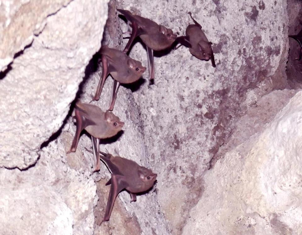 nocturnal_mario_jesus_gaspar_cobarrubias