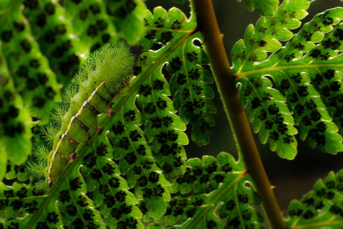 camuflaje_bulmaro_bazaldua_baldo