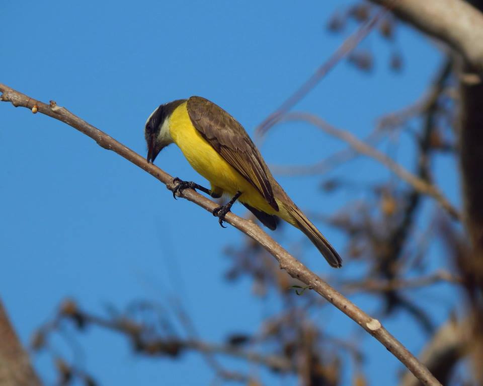 pecho-amarillo_mario_jesus_gaspar_cobarrubias